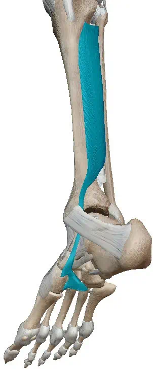 Músculo tibial posterior