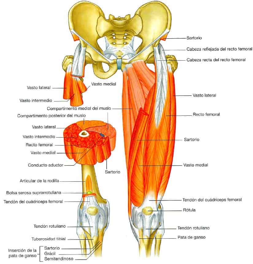 Músculos del compartimento anterior del muslo
