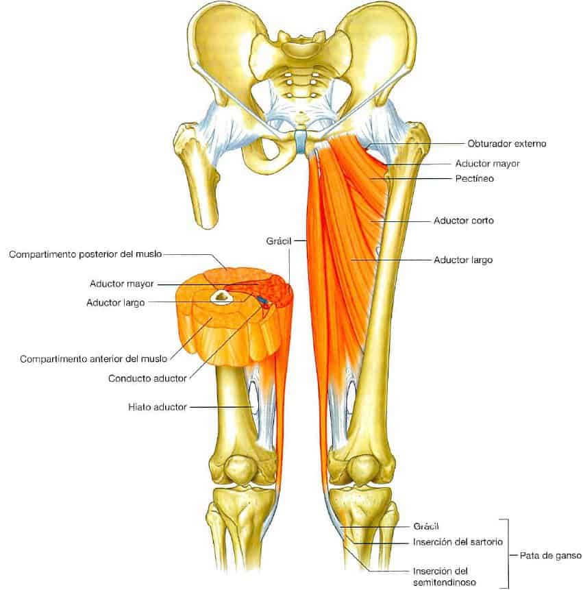 Músculos del compartimento interno del muslo