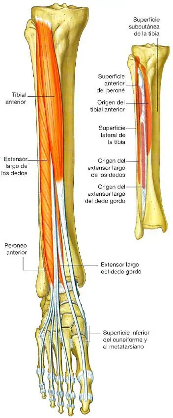 Músculos del compartimento anterior de la pierna