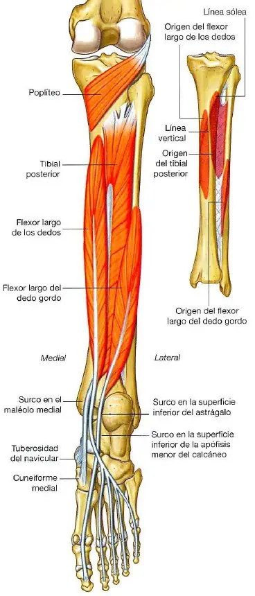 Músculos profundos del compartimento posterior de la pierna