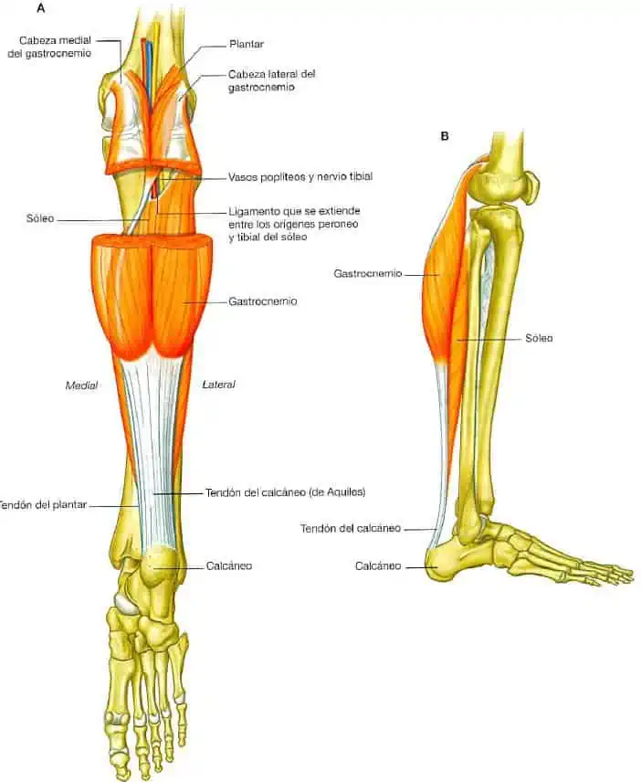 Músculos superficiales del compartimento posterior de la pierna