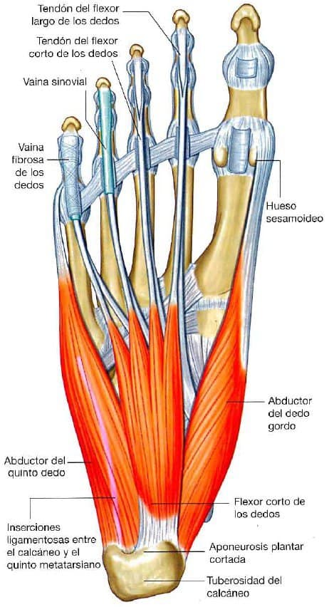 Músculos de la primera capa de la planta del pie