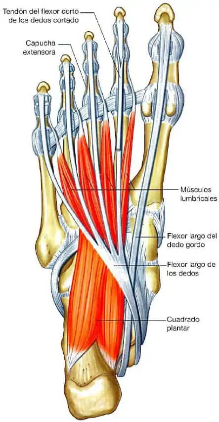 Músculos de la segunda capa de la planta del pie