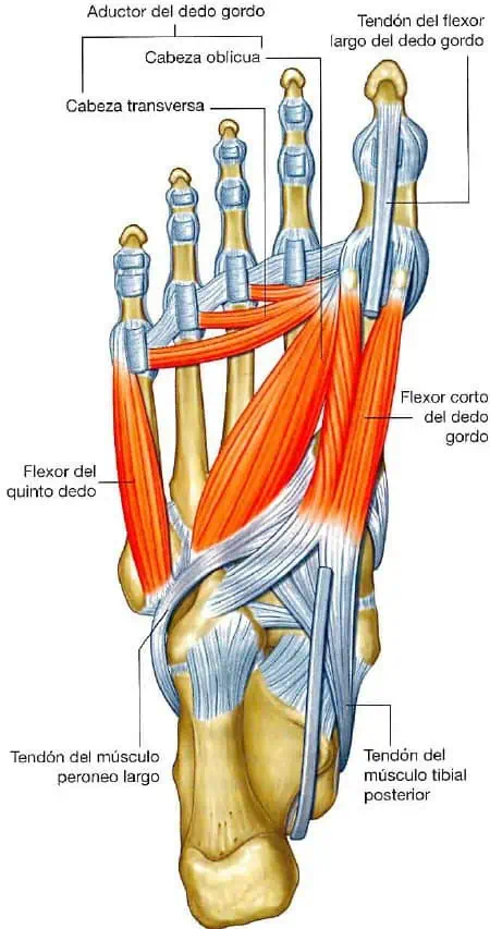 Músculos de la tercera capa de la planta del pie