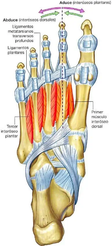 Músculos de la cuarta capa de la planta del pie