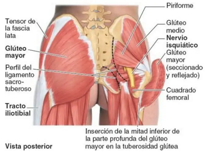 Músculos de la región glútea
