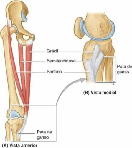 Pata de ganso