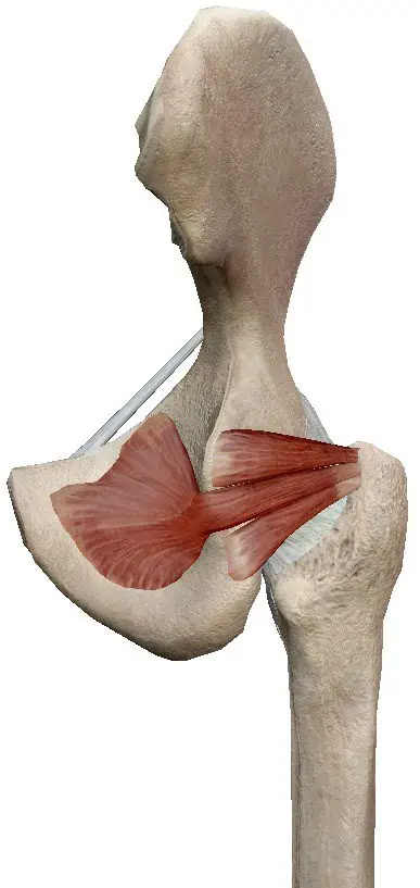 Tríceps coxal