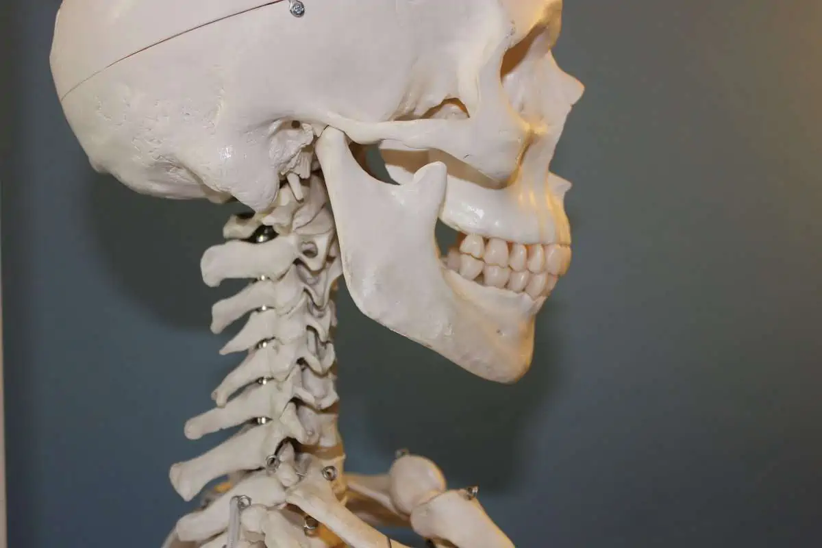 Cráneo y vértebras
