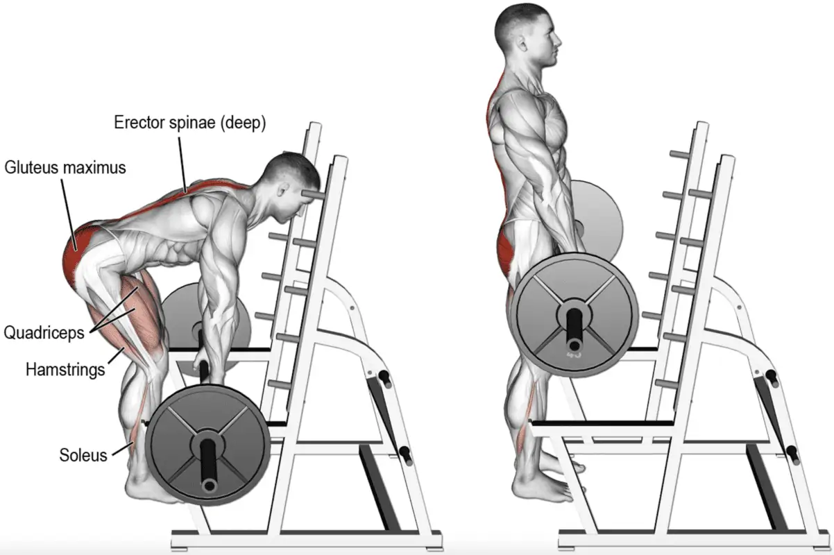 Imagen 2: Musculatura Implicada en el Rack Pull