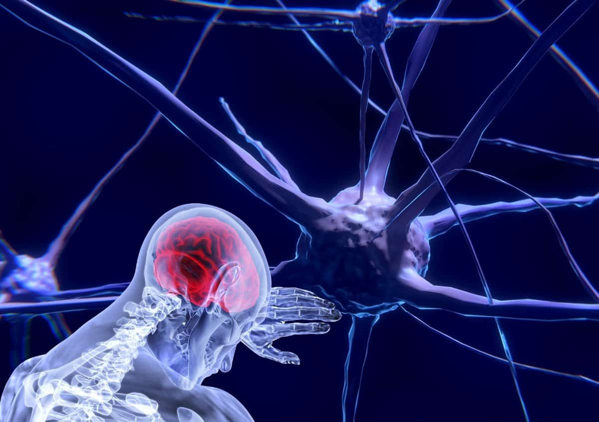 Neuronas y cerebro