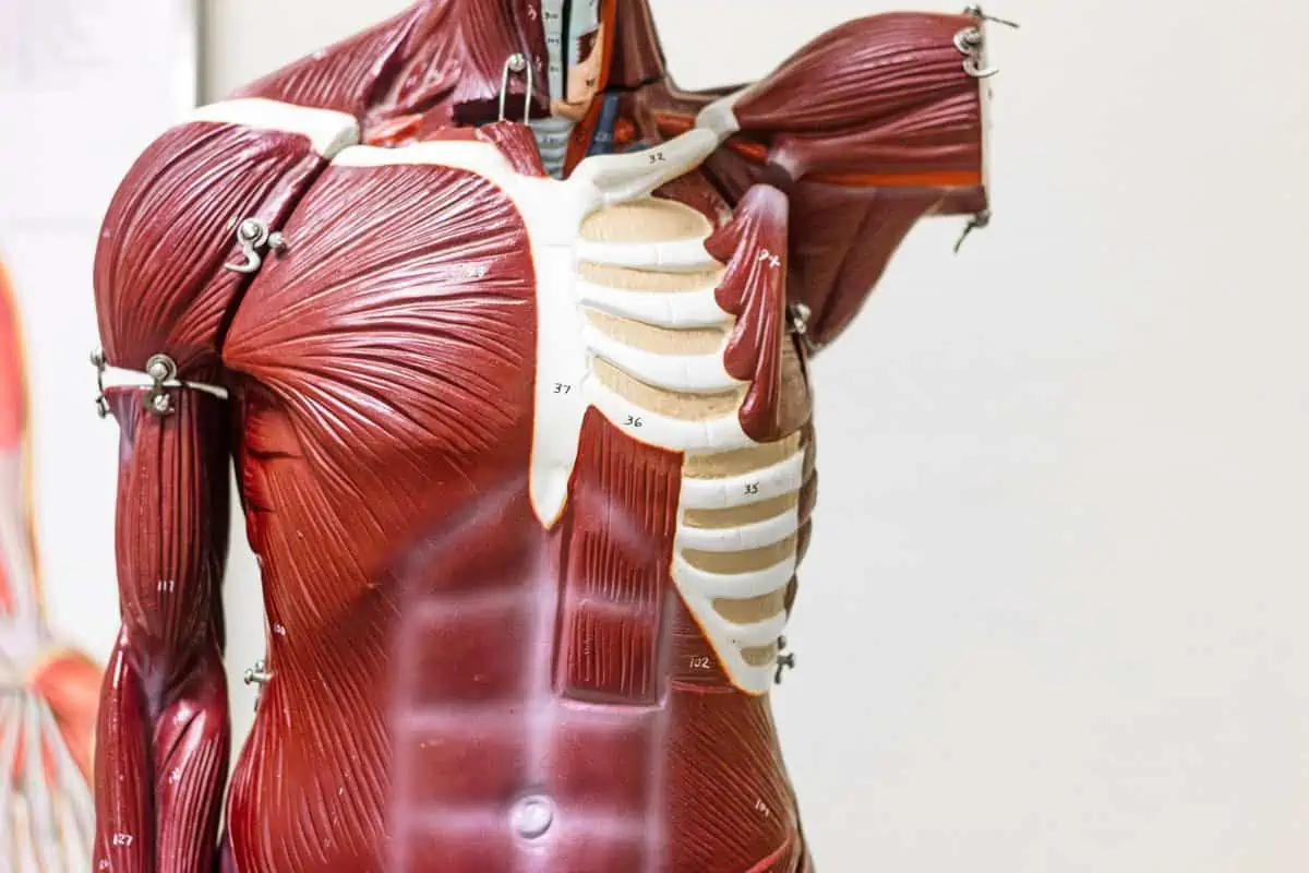 Sistema musculoesquelético