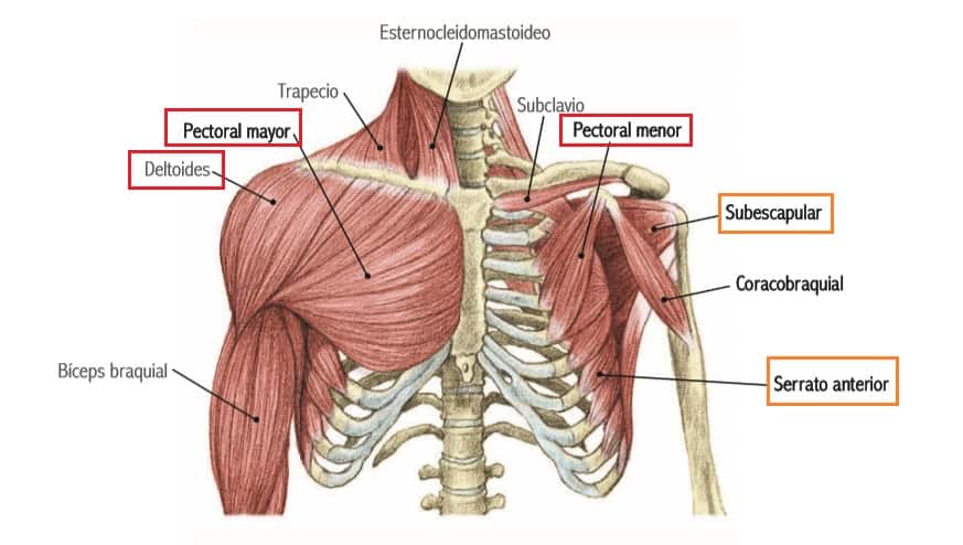 Musculatura del pecho