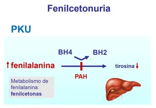 metabolismo fenilalanina