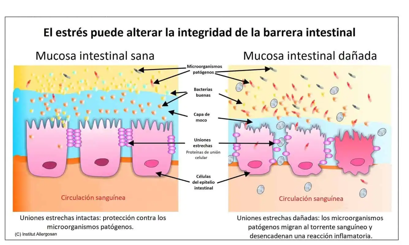 mucosa intestinal