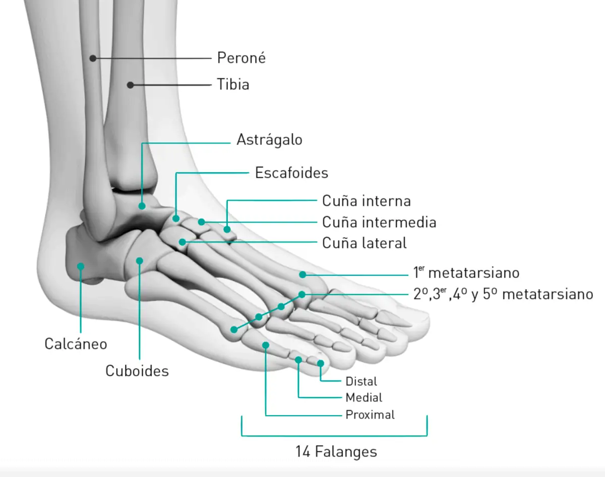 Anatomía del pie