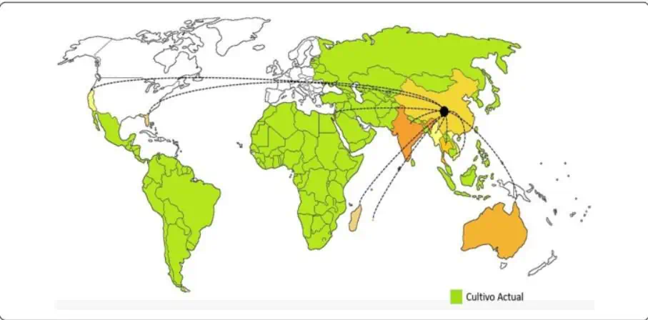 distribución mundial del árbol de Lychee