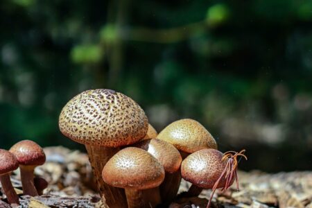 10 Setas Comestibles Y Venenosas Guía Completa