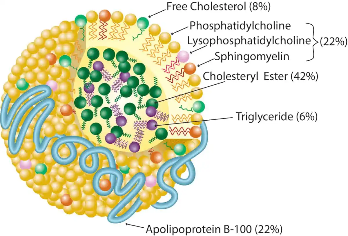 estructura colesterol ldl