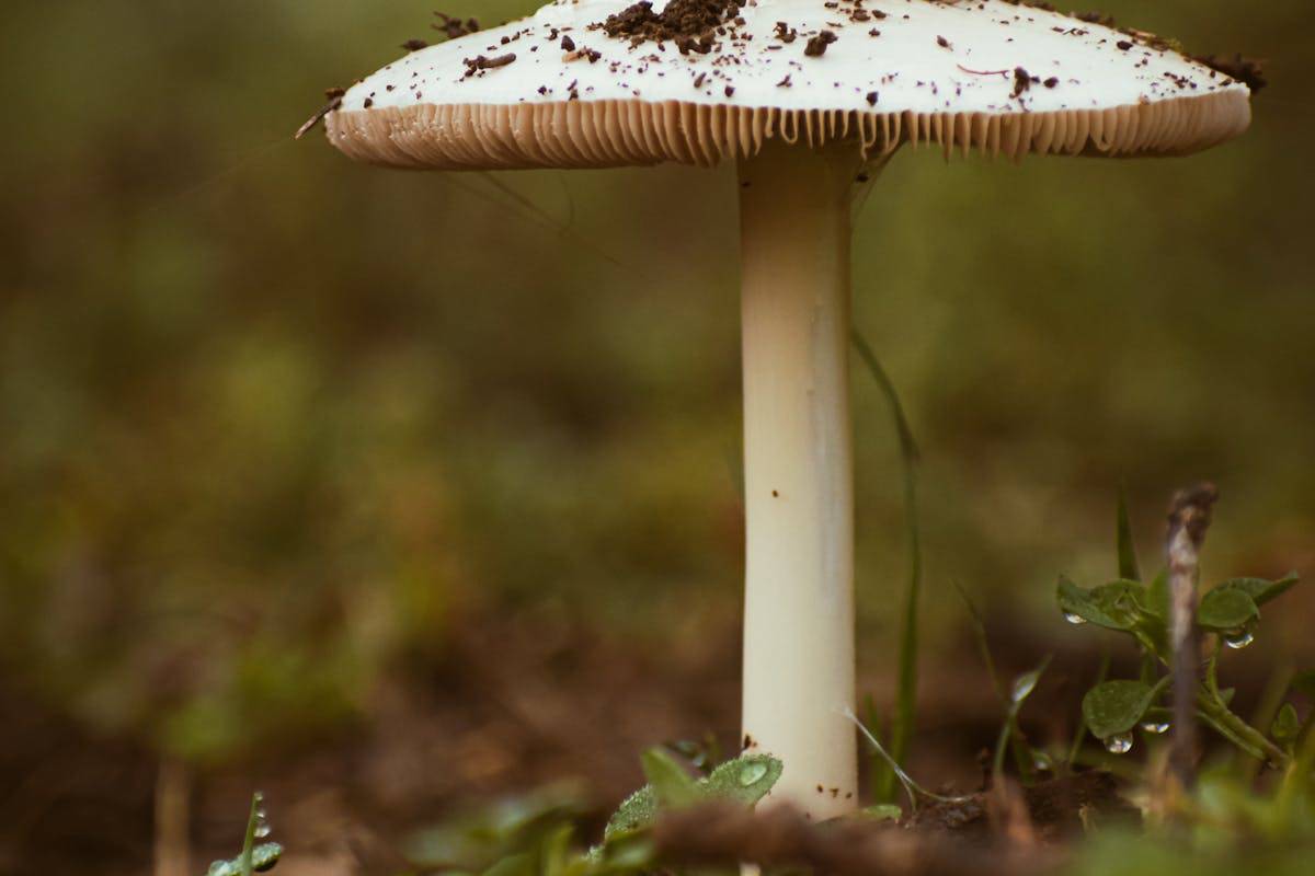 Amanita phalloides