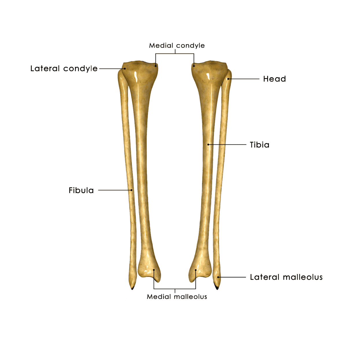 tibia