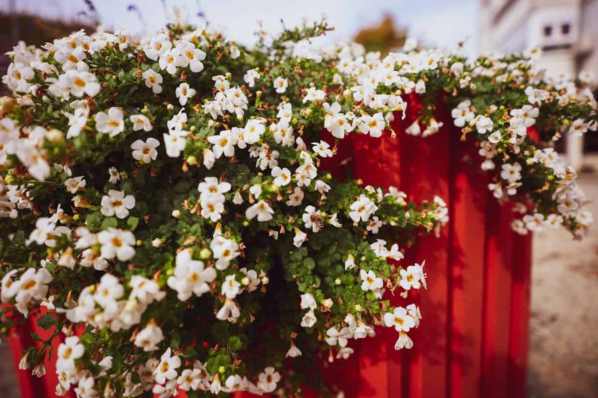 Planta medicinal bacopa