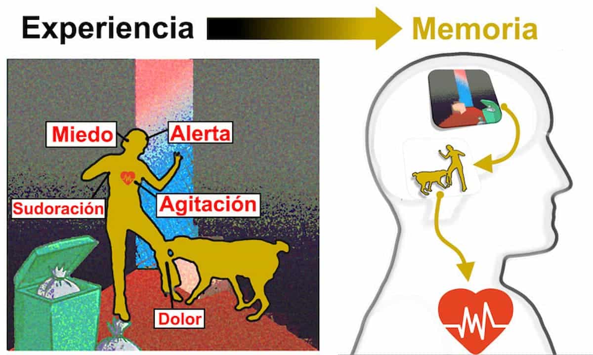 Reactivación de la memoria