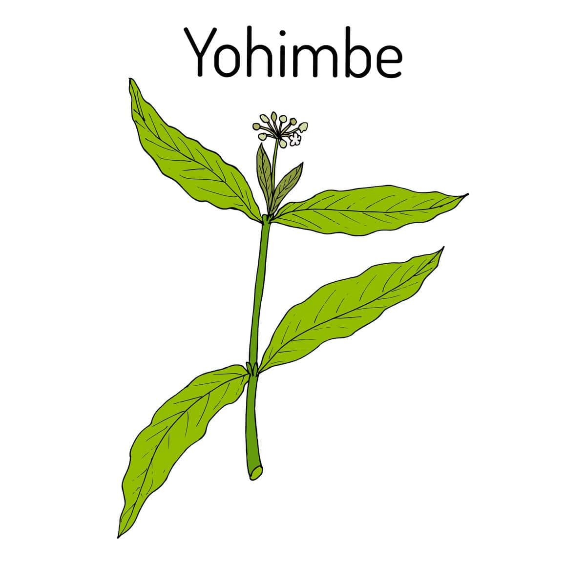 Yohimbina