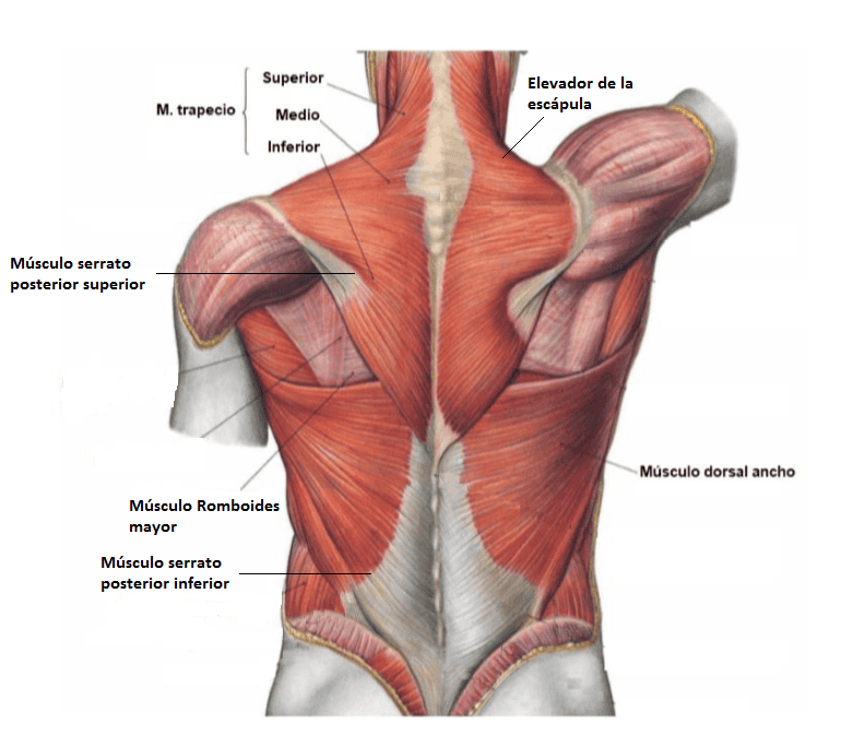 Músculosde la espalda