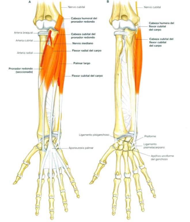 Tipos de agarre