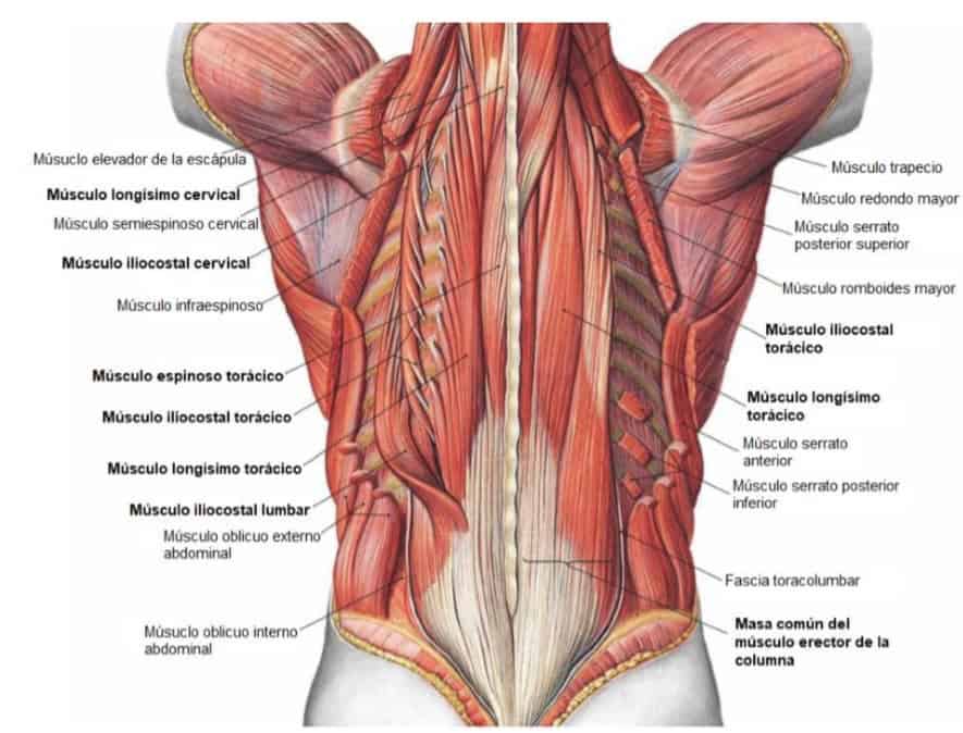 músculosd de la espalda