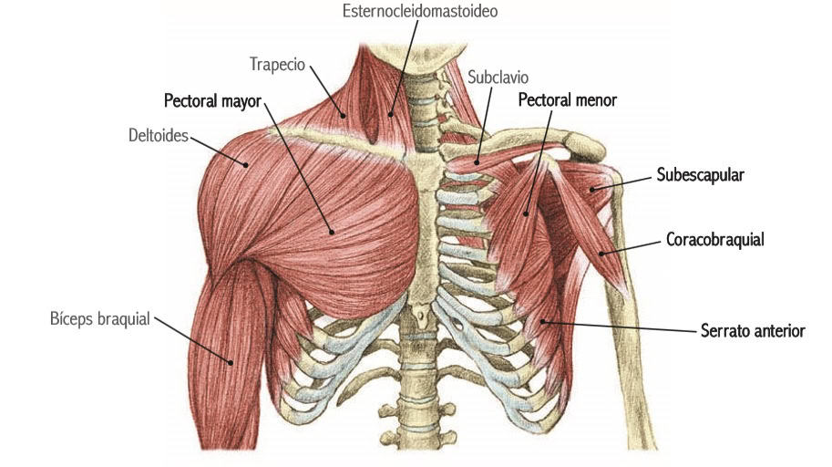 chest gym machine exercises