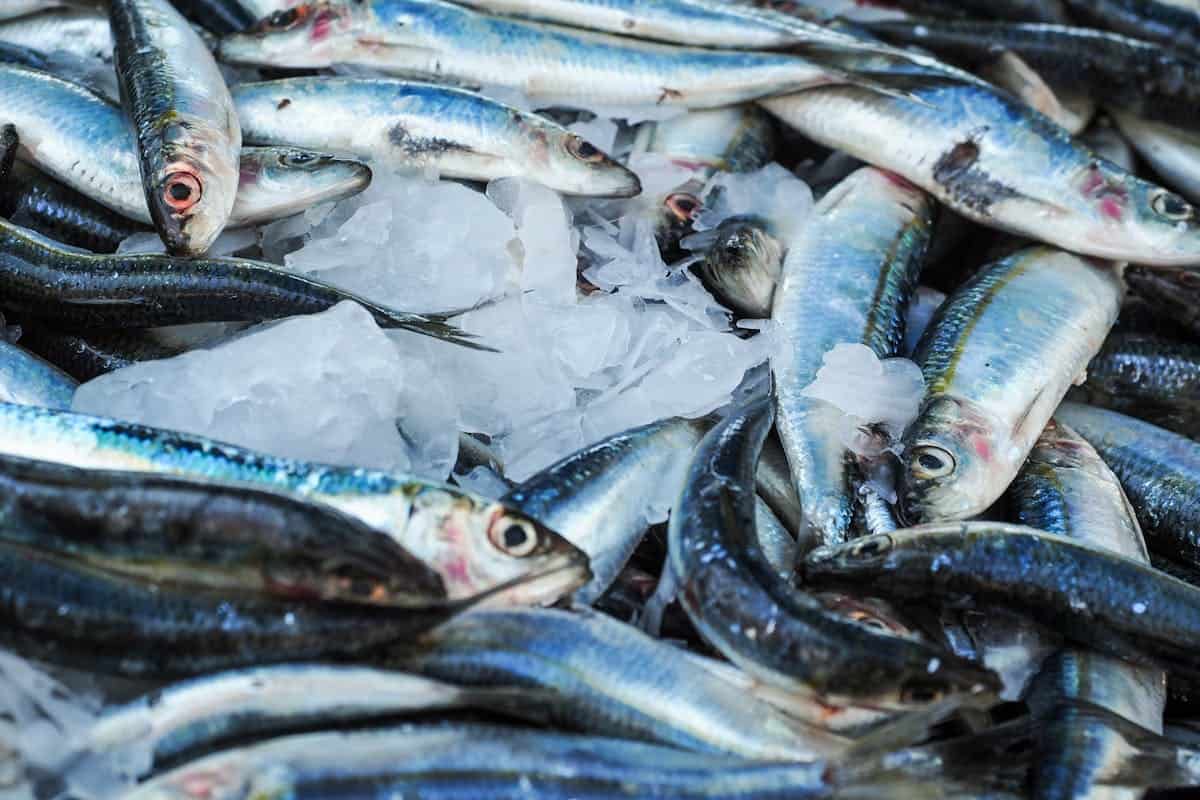 Sardinas: pescado azul con alto contenido en histidina