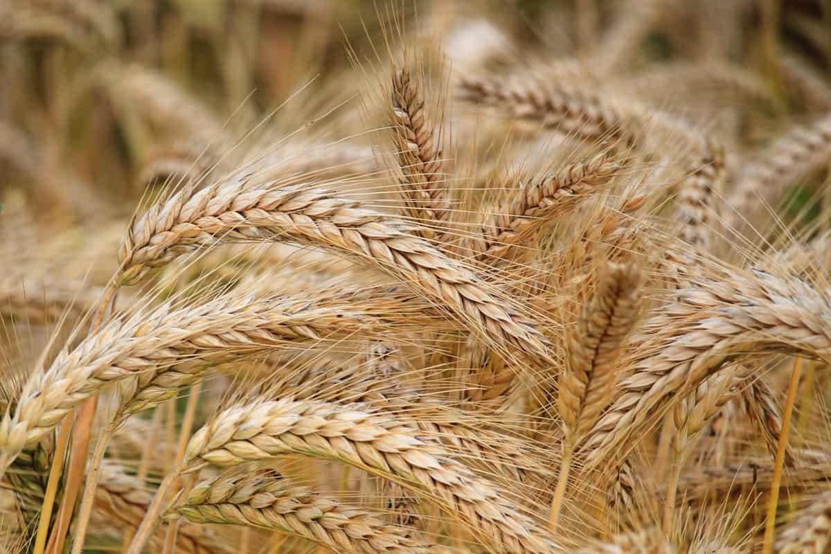 Aleurona trigo