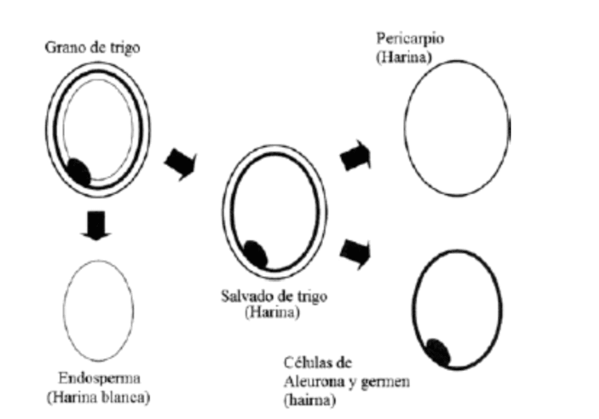 Etapas para obtener la harina de aleurona