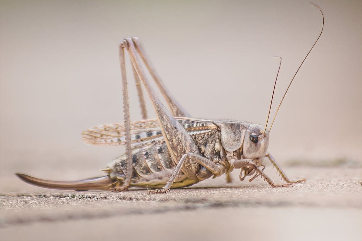 Uso del insecto grillo como harina