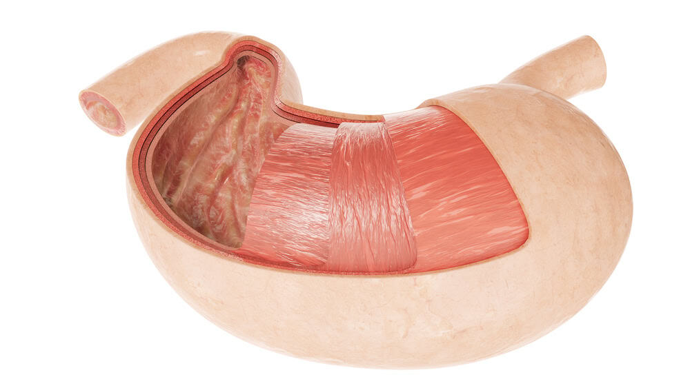 Píloro en el sistema digestivo