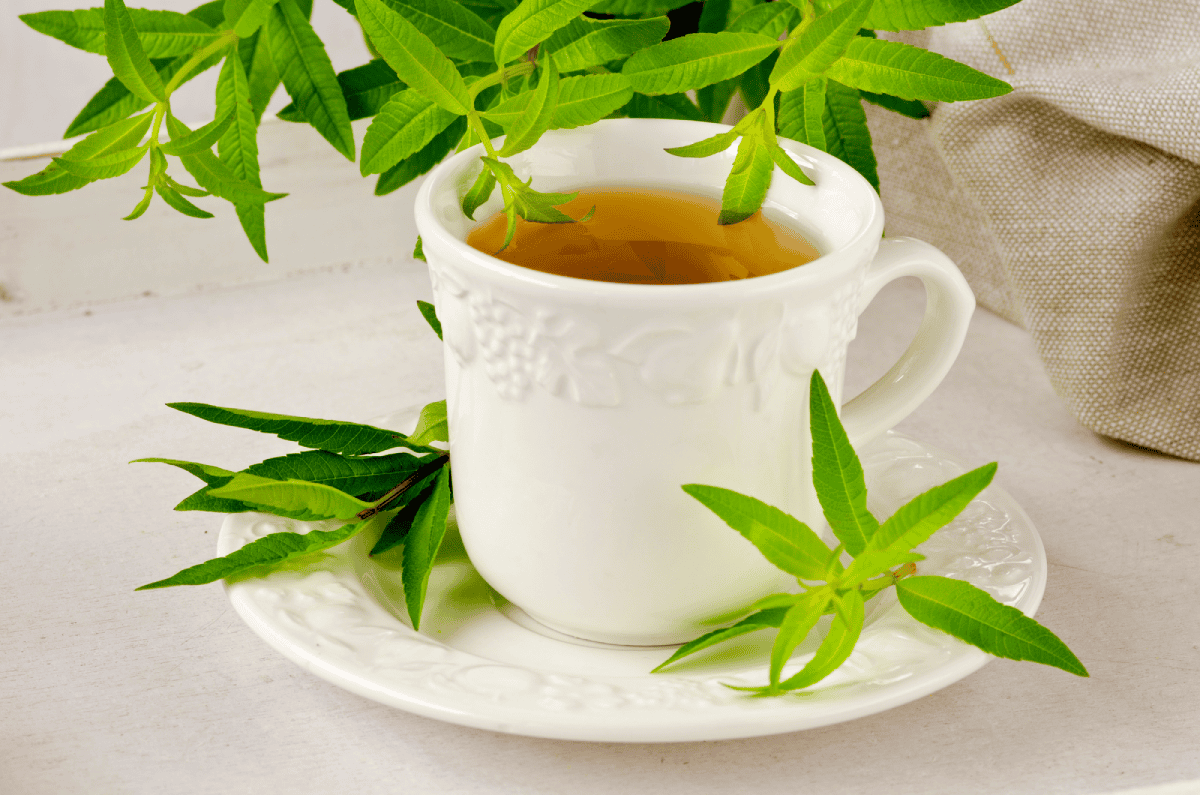 infusión hierba luisa