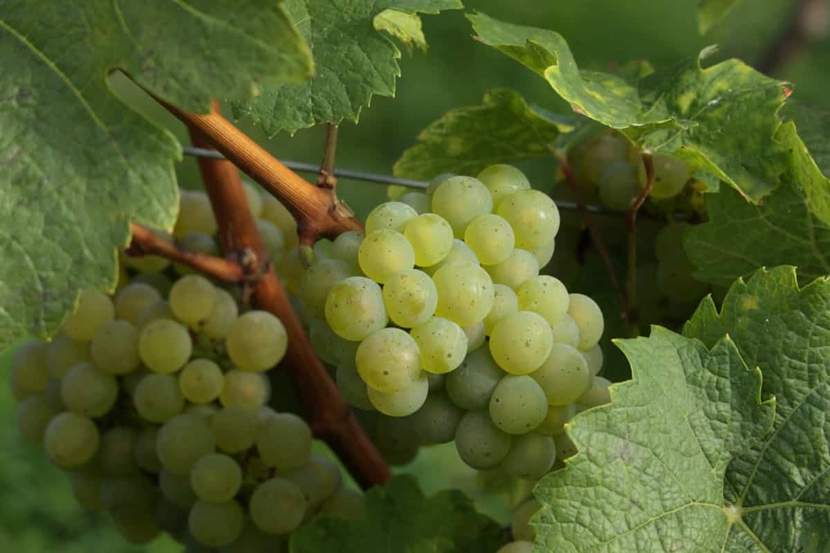 Uva blanca