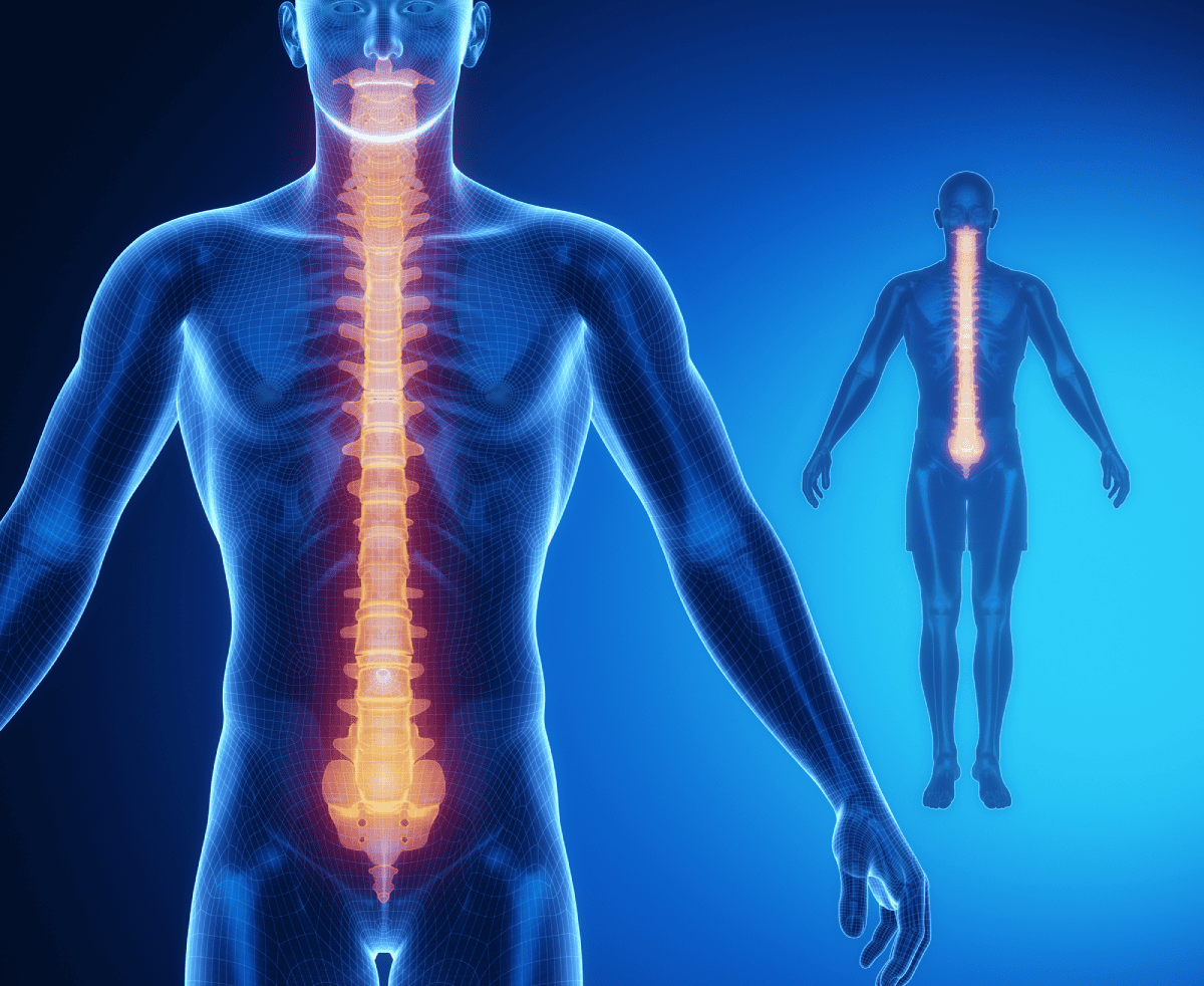 articulación lumbar