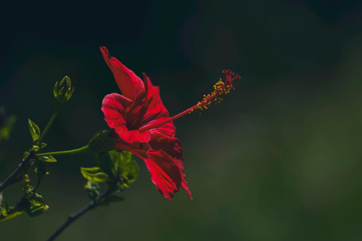 Flor de hibisco