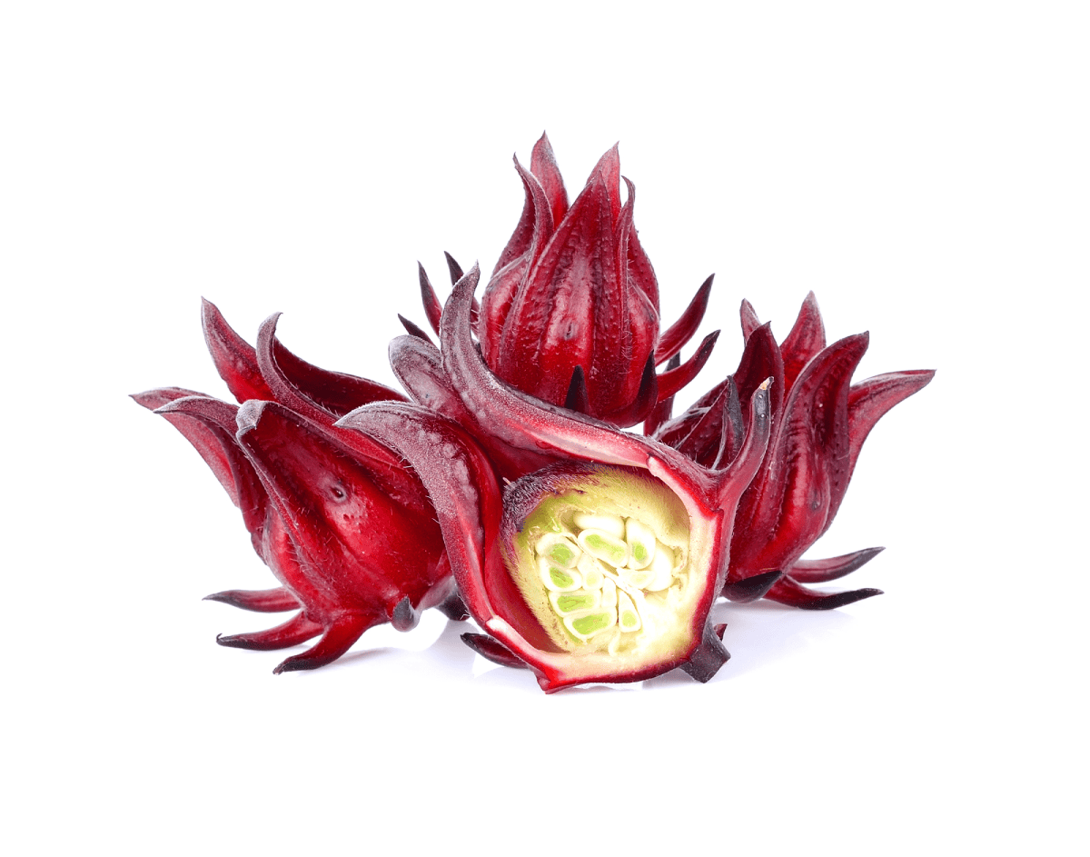 fruto hibisco