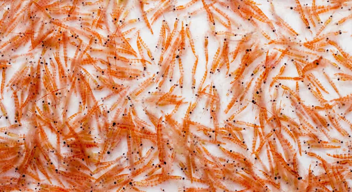 krill crustáceo
