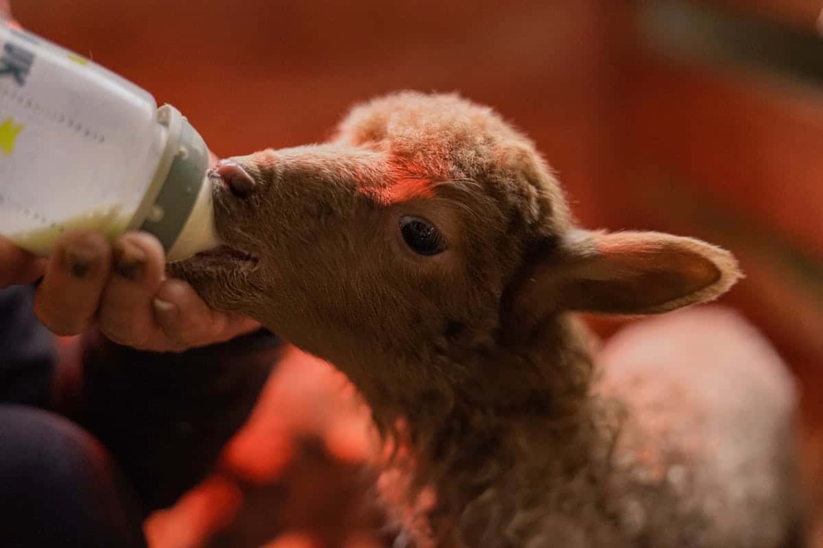 leche de oveja