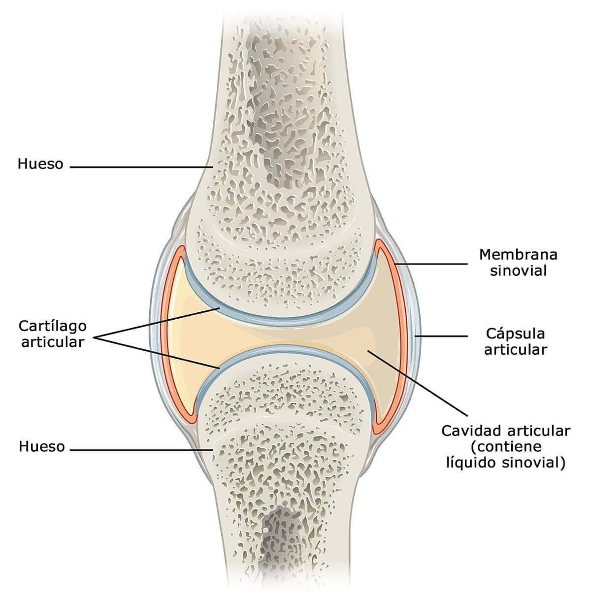 Eficiencia de las articulaciones en educación física Articulaciones sinoviales