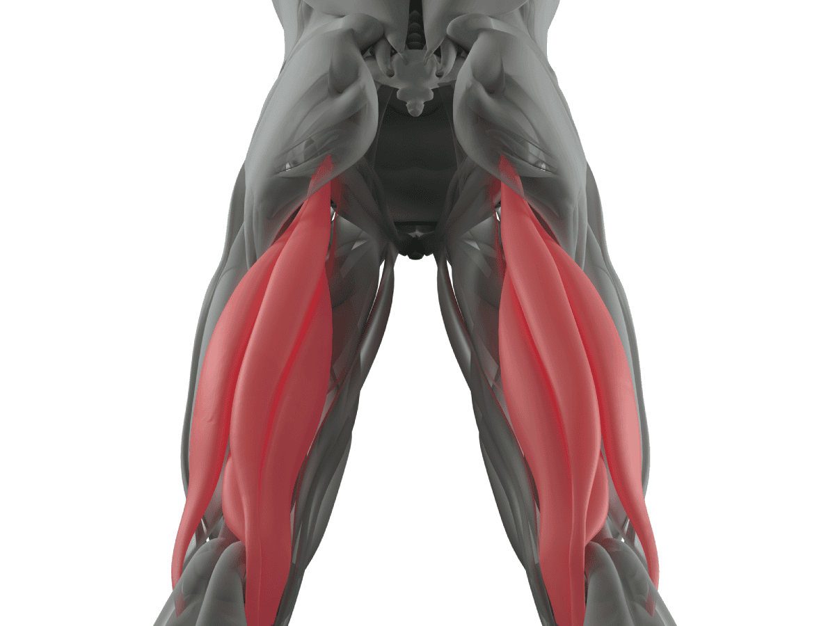 biceps femoral