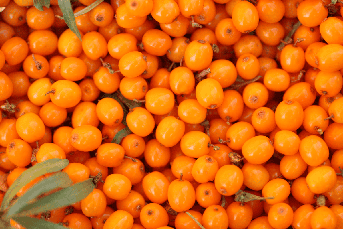 Bayas de espino amarillo