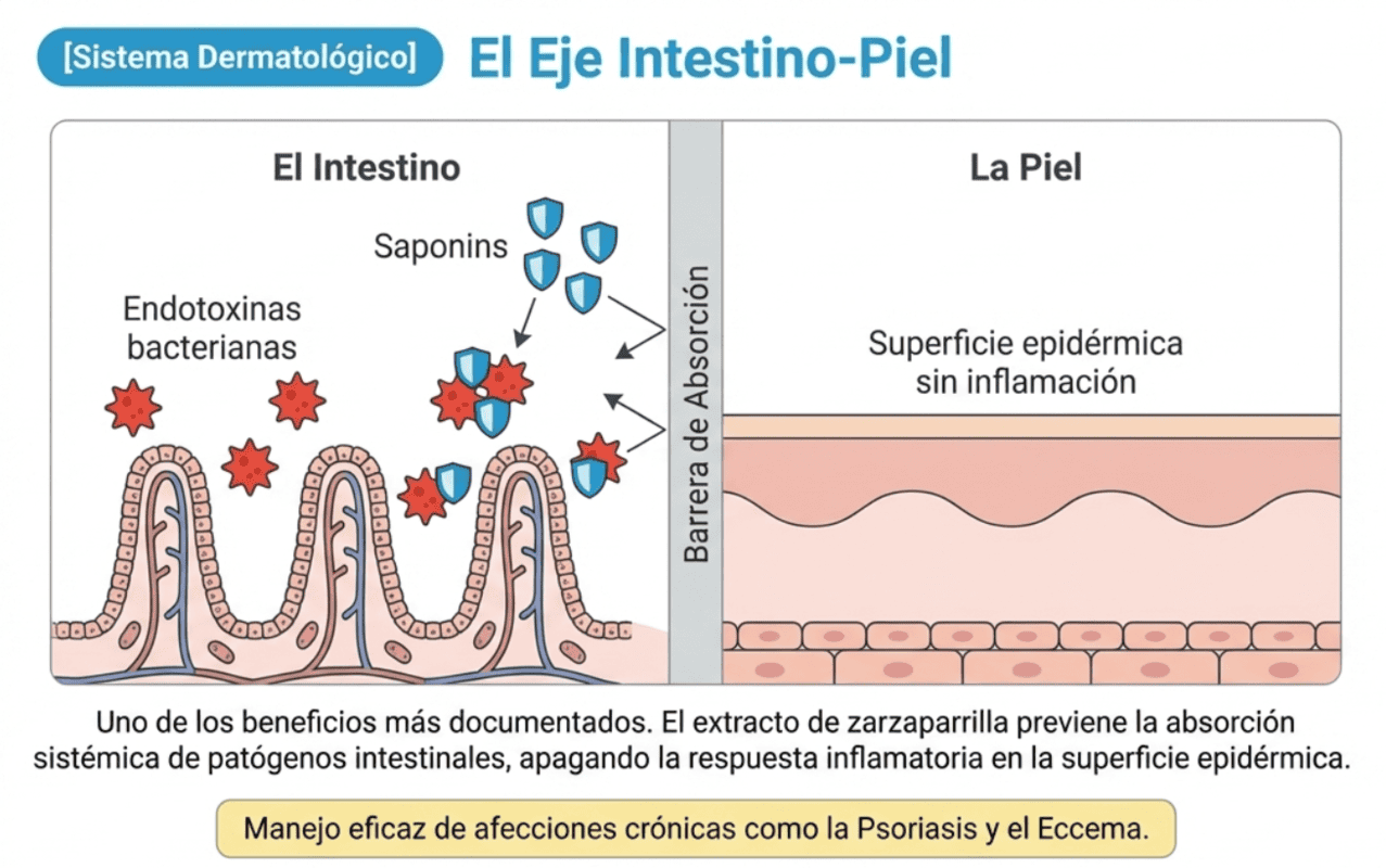 Zarzaparrilla bebida: 4 beneficios y usos principales Beneficio dermatológico bebida