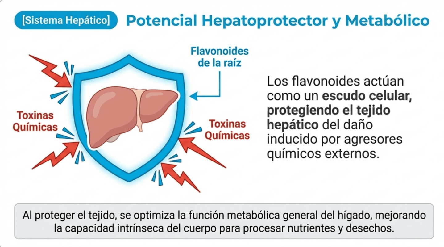 Zarzaparrilla bebida: 4 beneficios y usos principales Potencial hepatoprotector zarzaparrilla